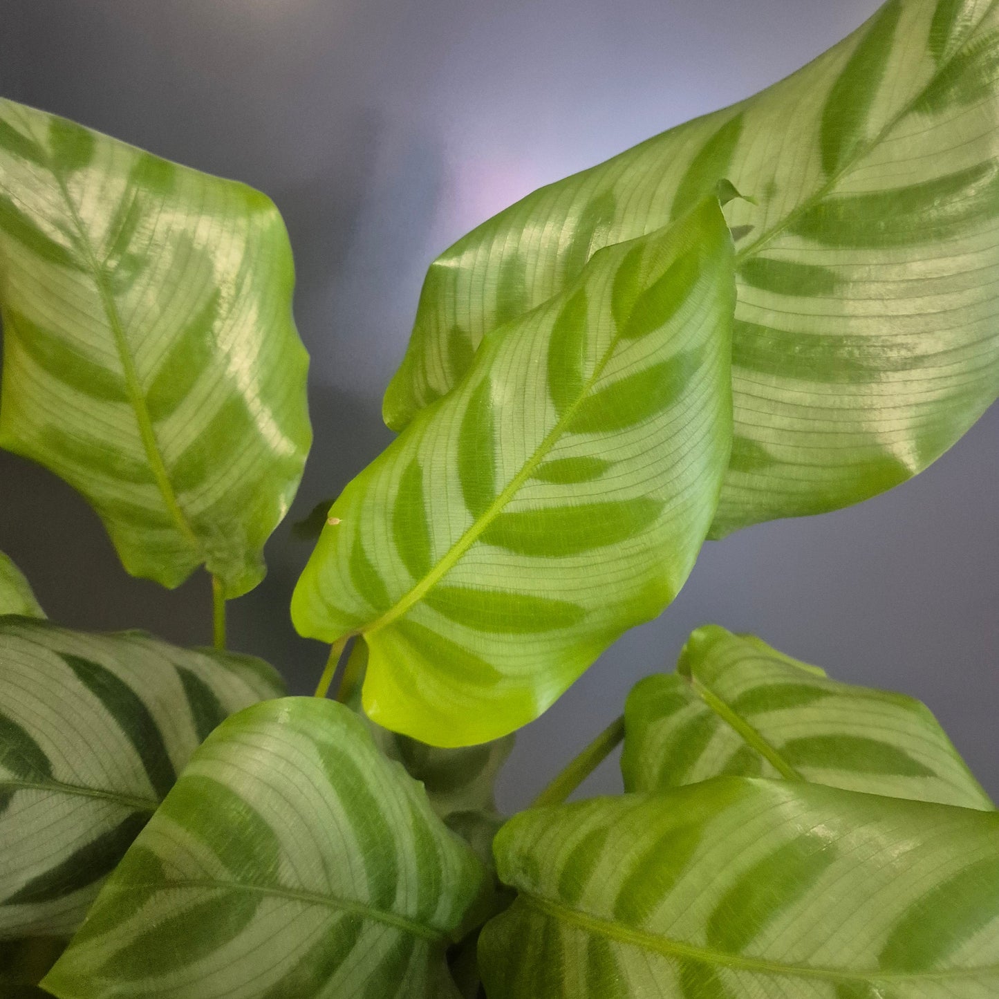 Close-up of a green and white variegated houseplant with long, wavy leaves, photographed against a plain grey background.