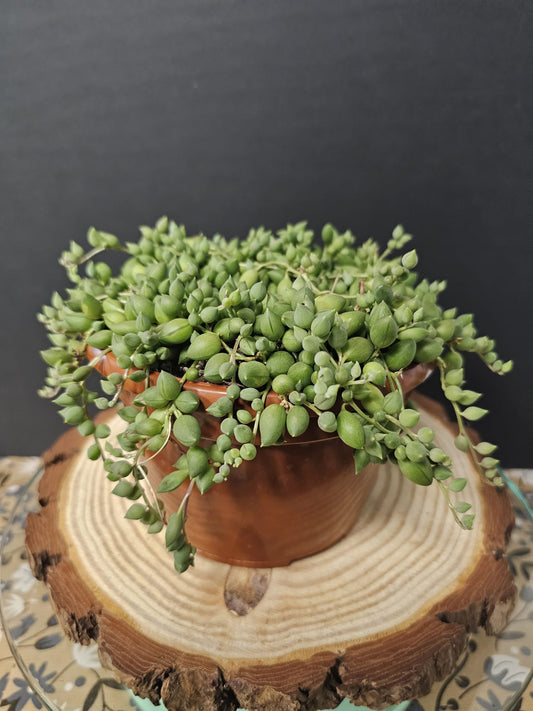 String Of Pearls - Senecio rowleyanus | Houseplants