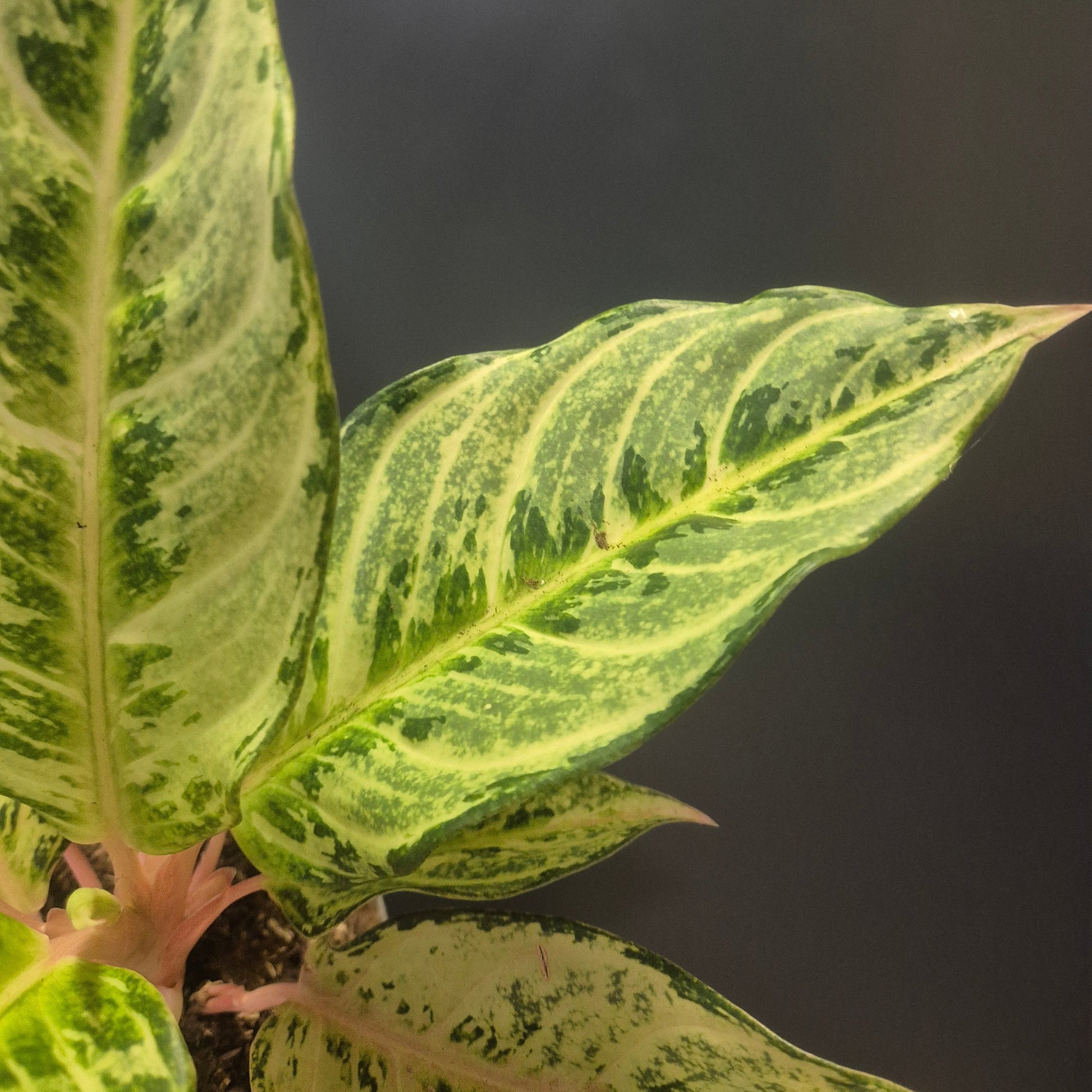 Close-up of a variegated green and white leaf of the Aglaonema Chartreuse Pretty against a dark background