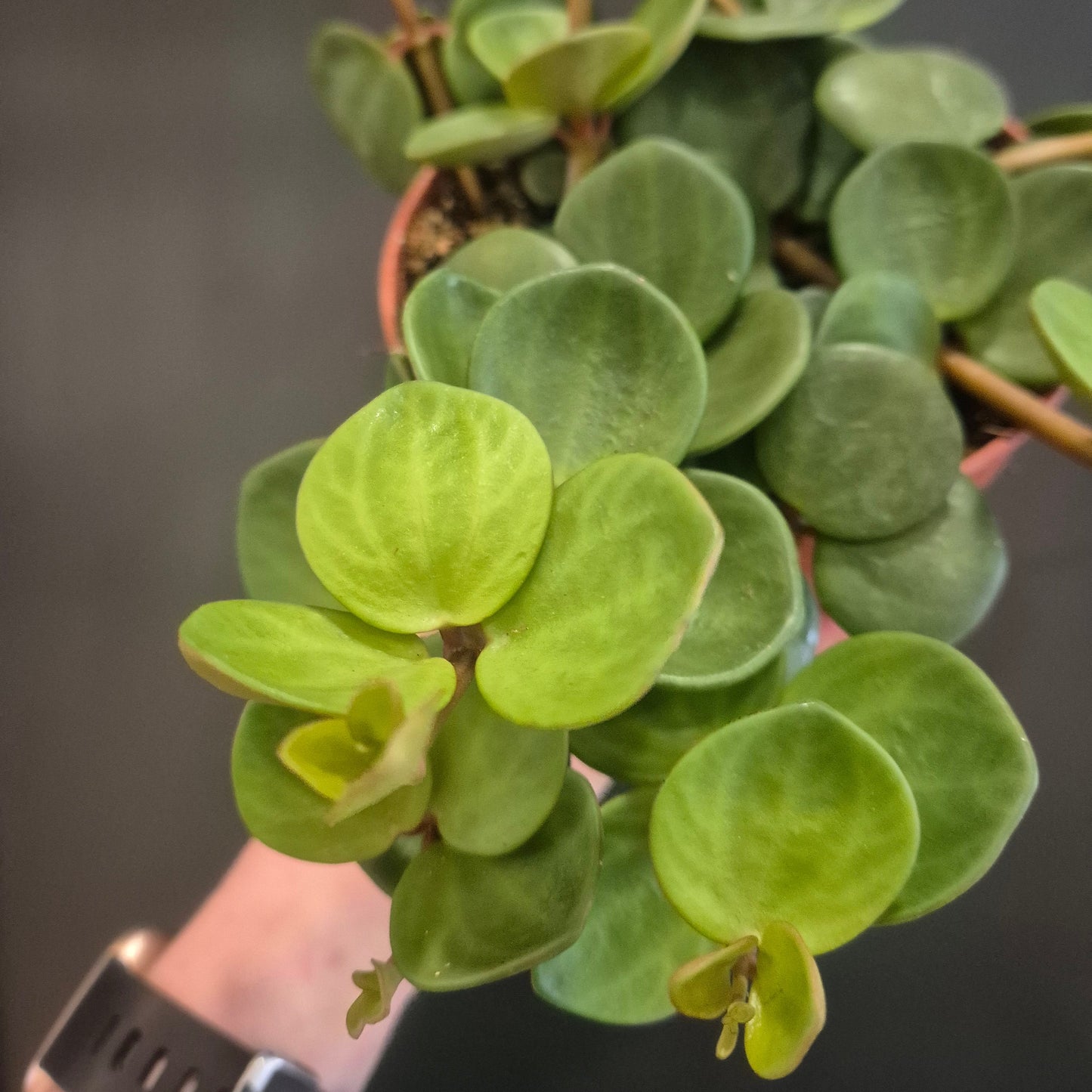Close-up of a potted plant with green leaves against a blurred background
