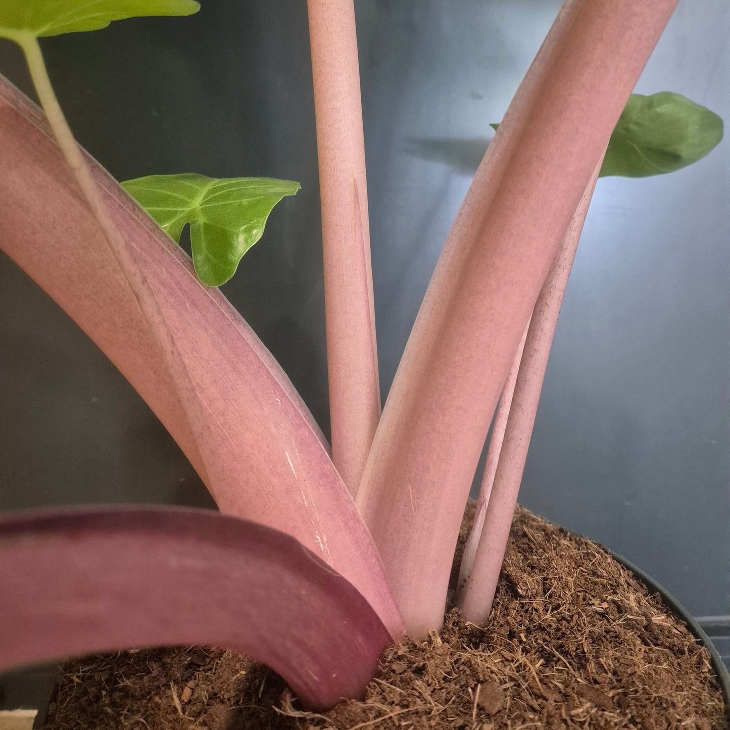 Close-up of an Alocasia Imperial Red with thick fleshy stems and small green leaves growing in a pot filled with brown coco coir and soil
