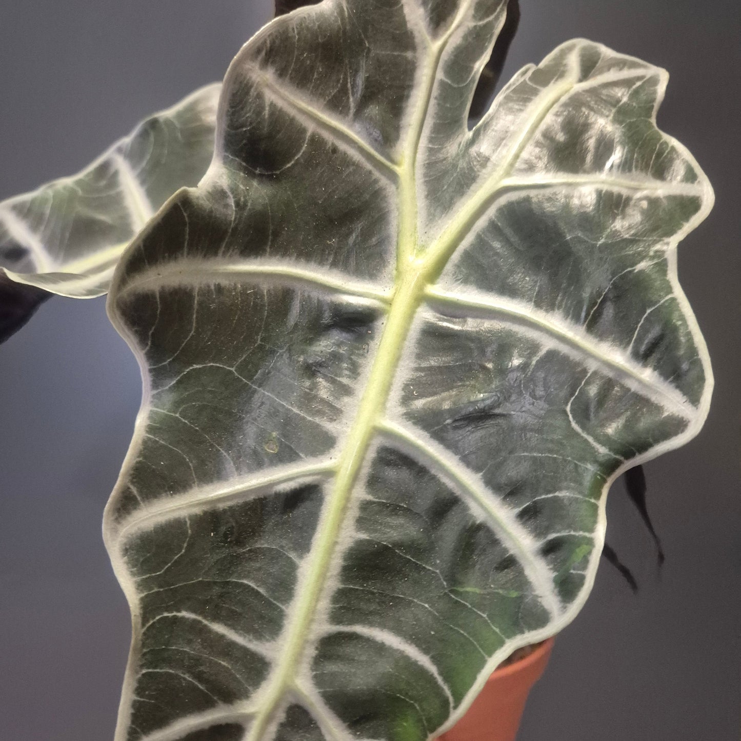 Close up of an Alocasia Polly houseplant with textured green leaves and white prominent veins
