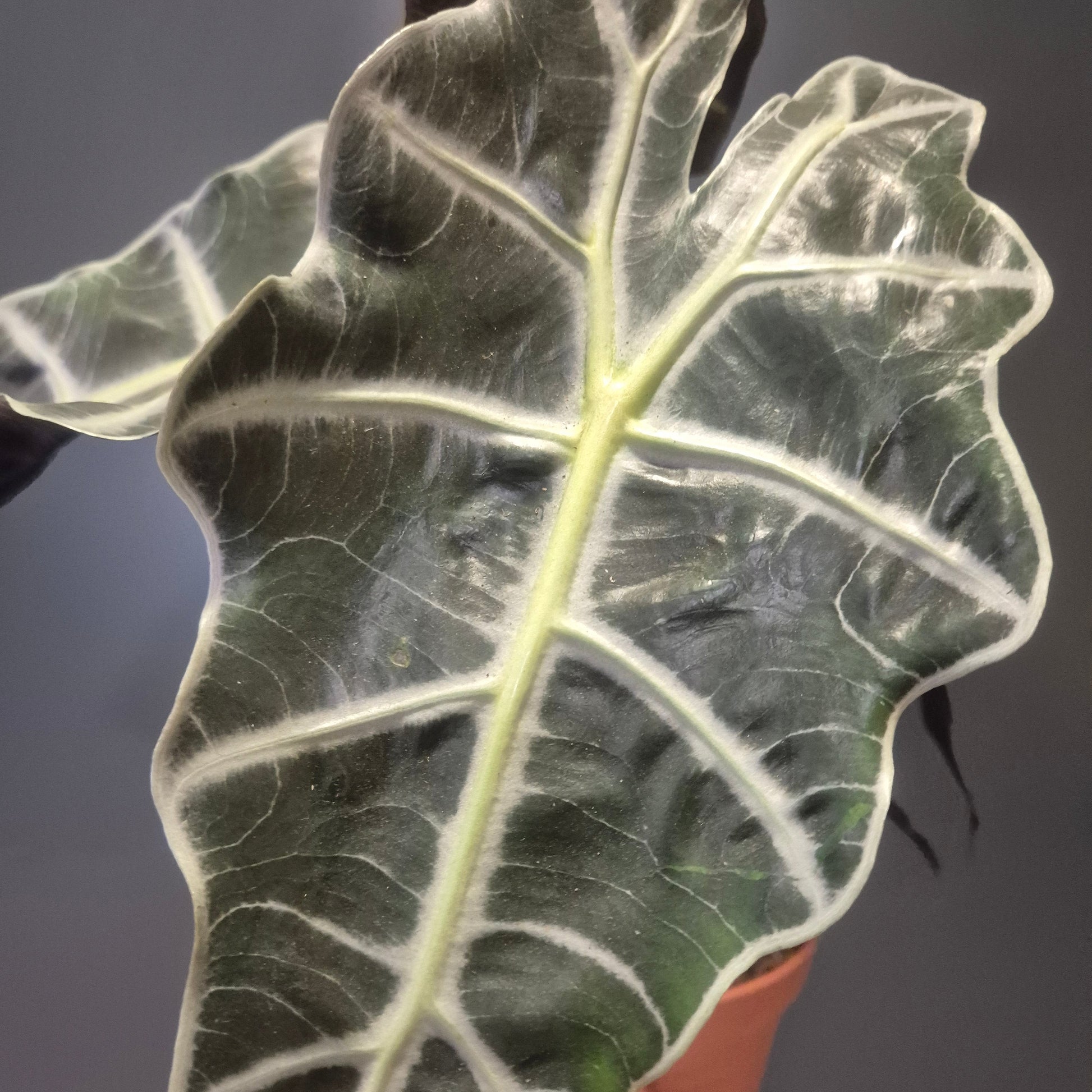 Close up of an Alocasia Polly houseplant with textured green leaves and white prominent veins