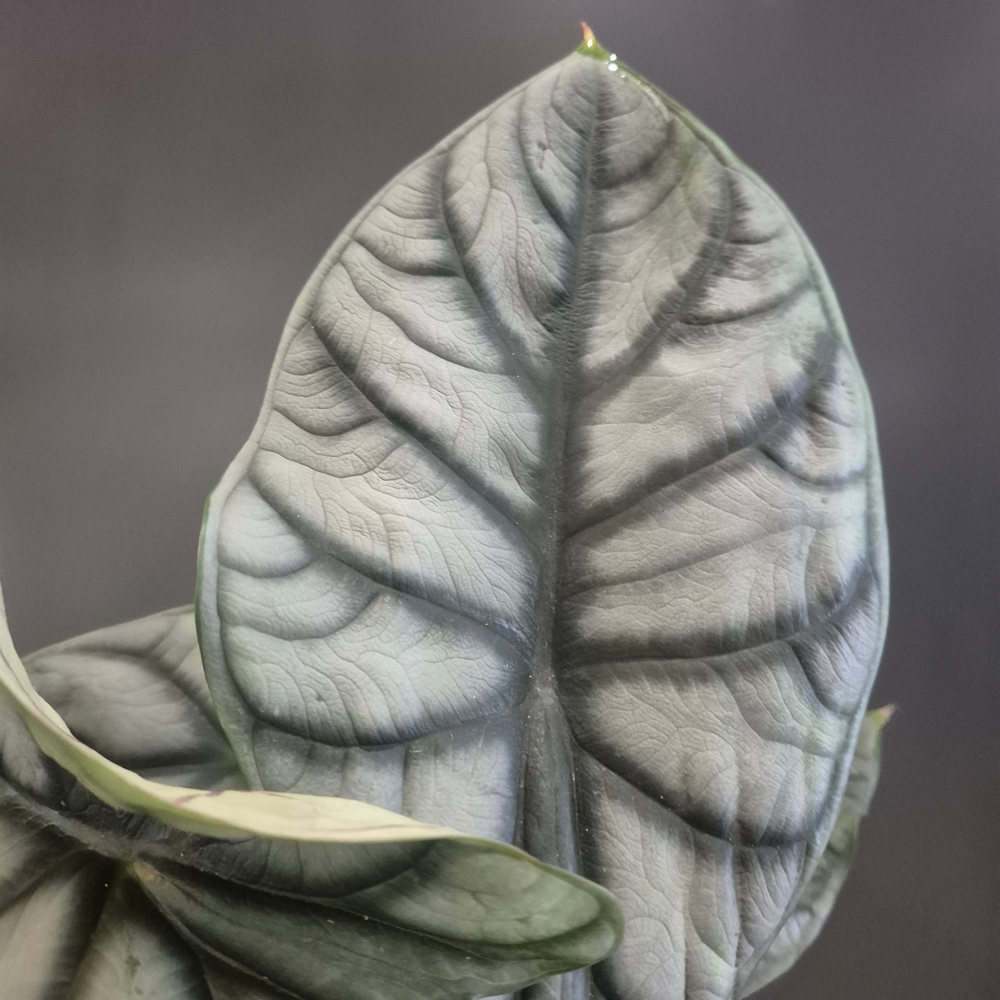 Close-up of an Alocasia Silver Dragon leaf with a dark background