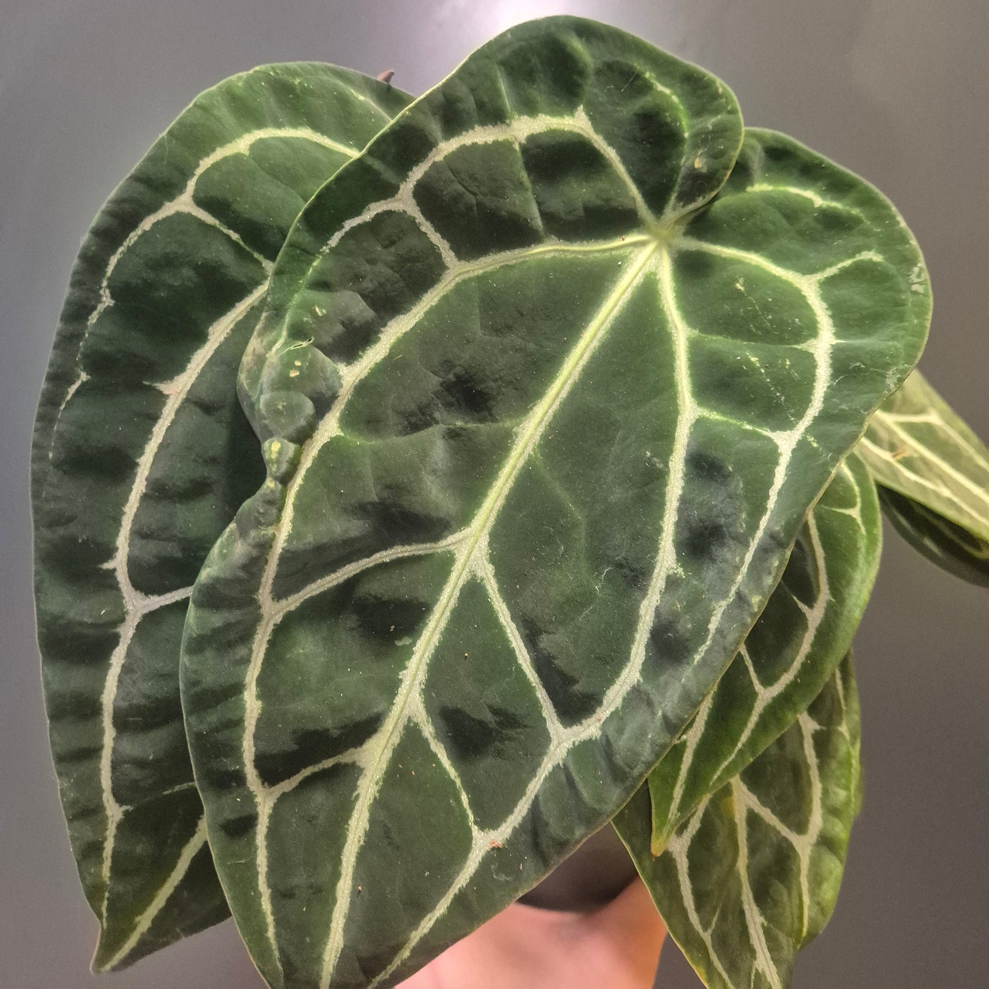 Close-up of a green leaf with white veins against a neutral background