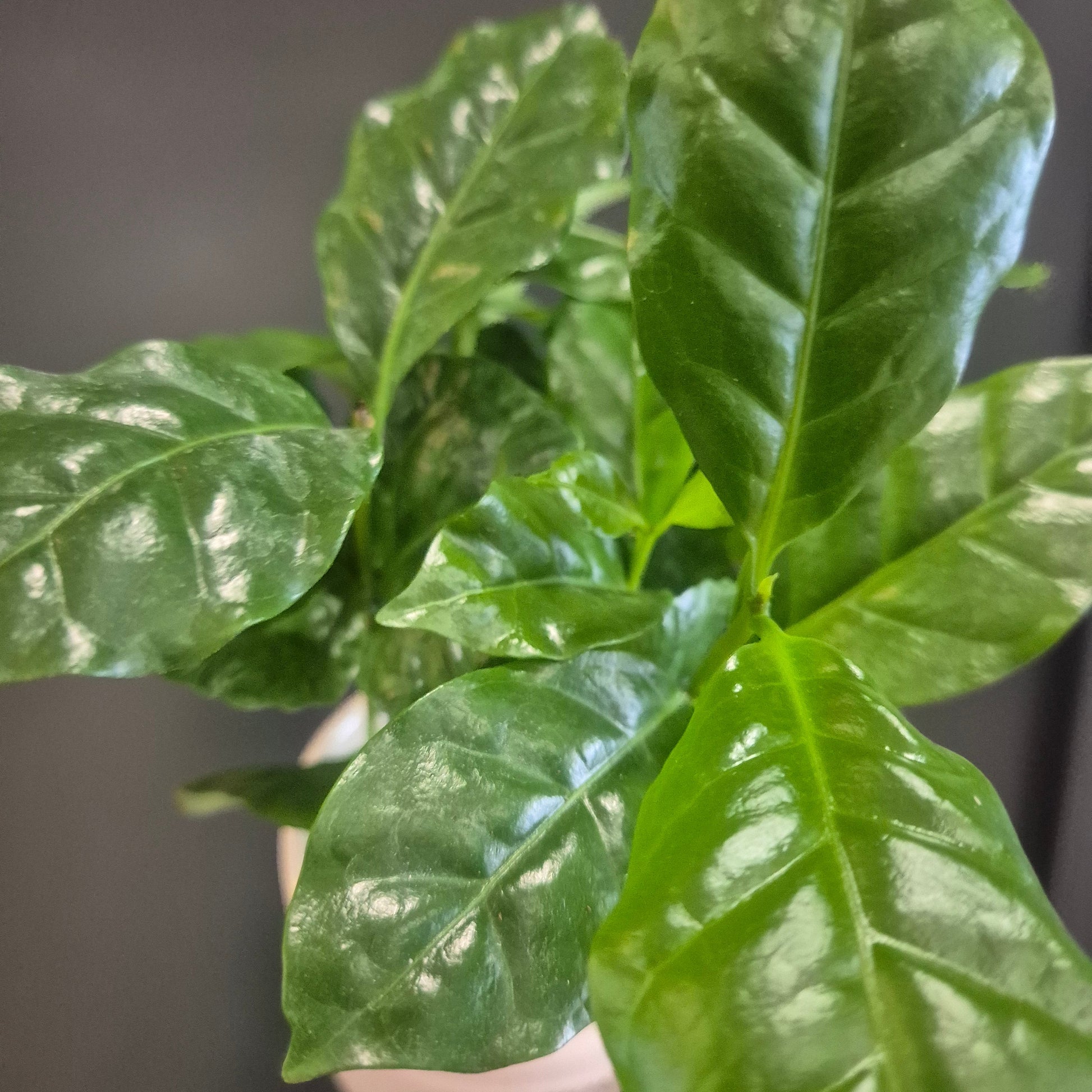 A close-up of a green leafy plant with glossy, wavy leaves growing in a small white pot against a dark, blurred background.