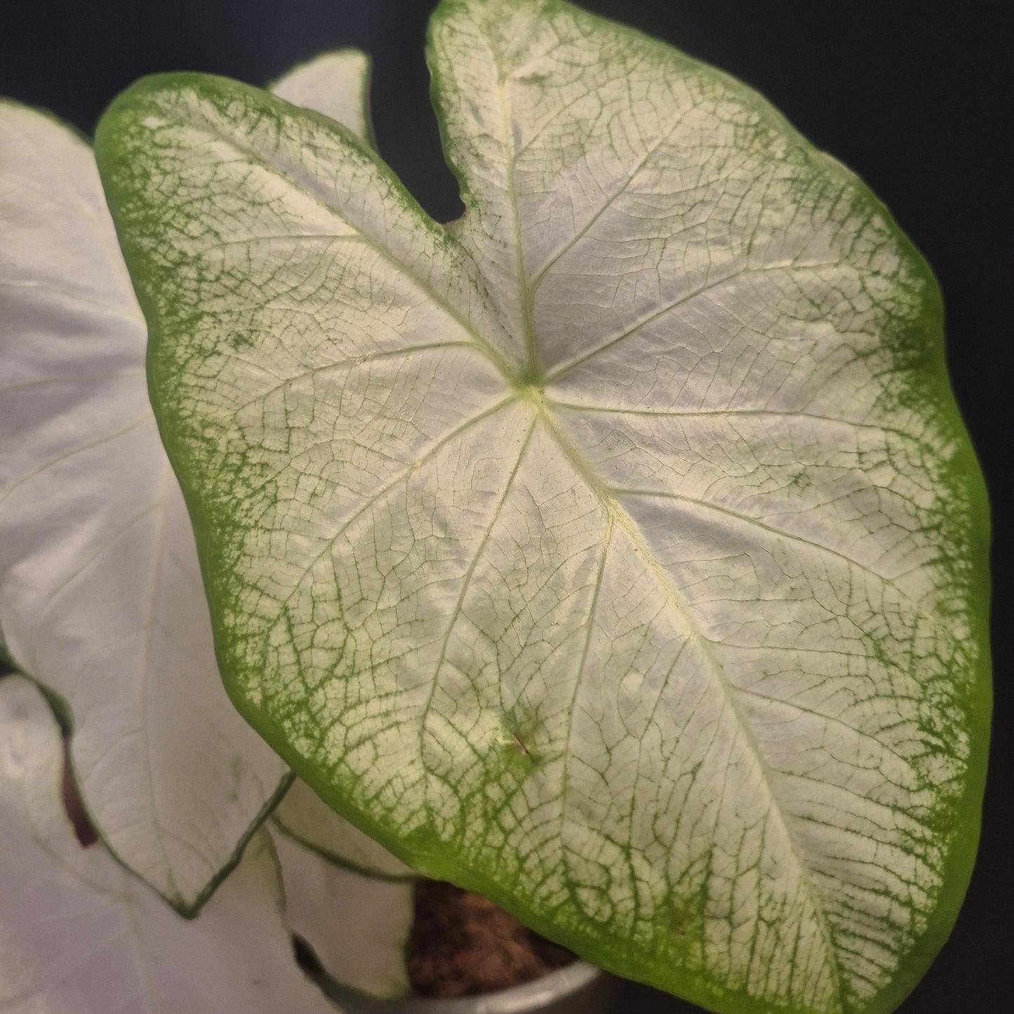 Close-up of a single Caladium green and white leaf with a dark background