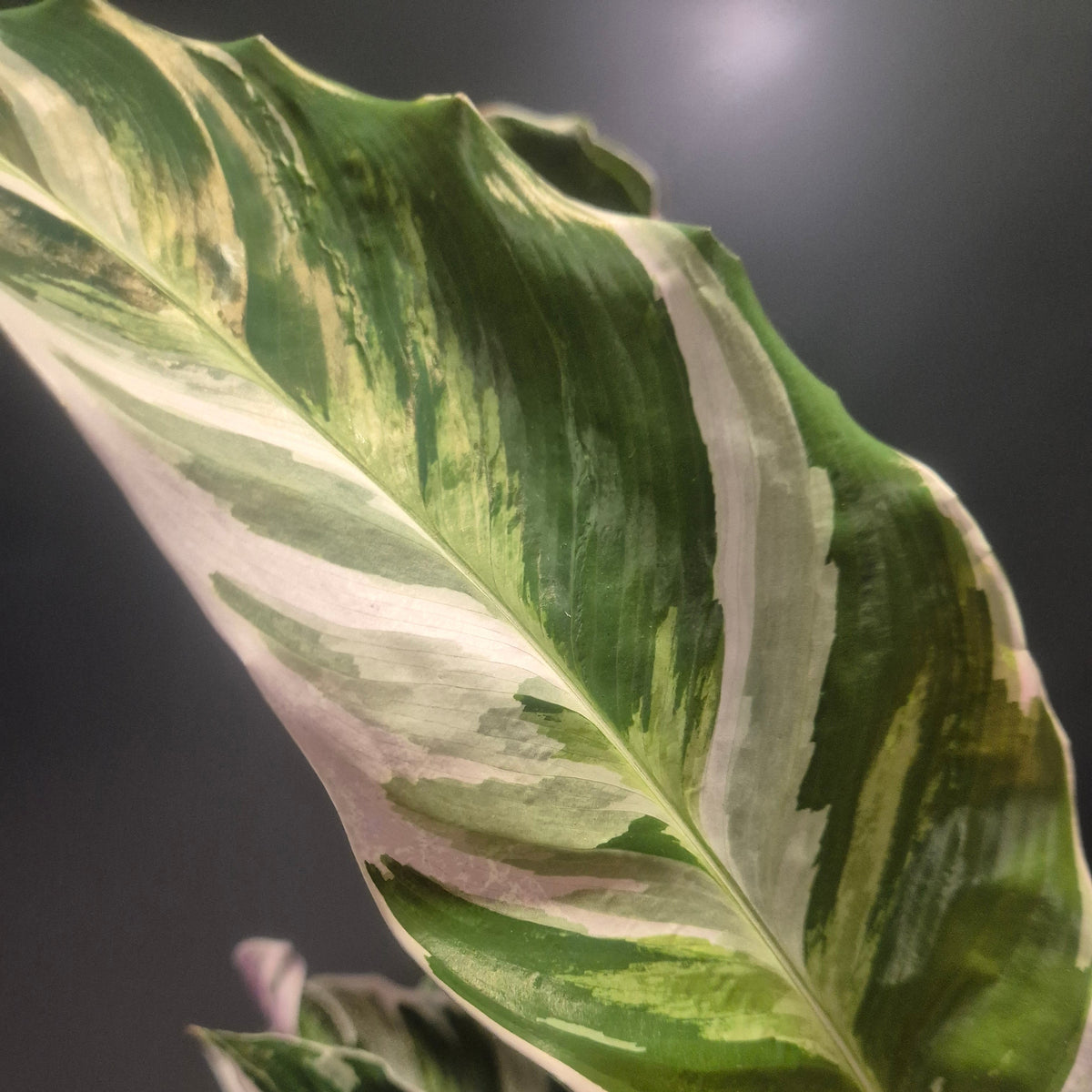 A close-up of a variegated houseplant leaf with broad green and creamy white bands, photographed against a dark grey background.