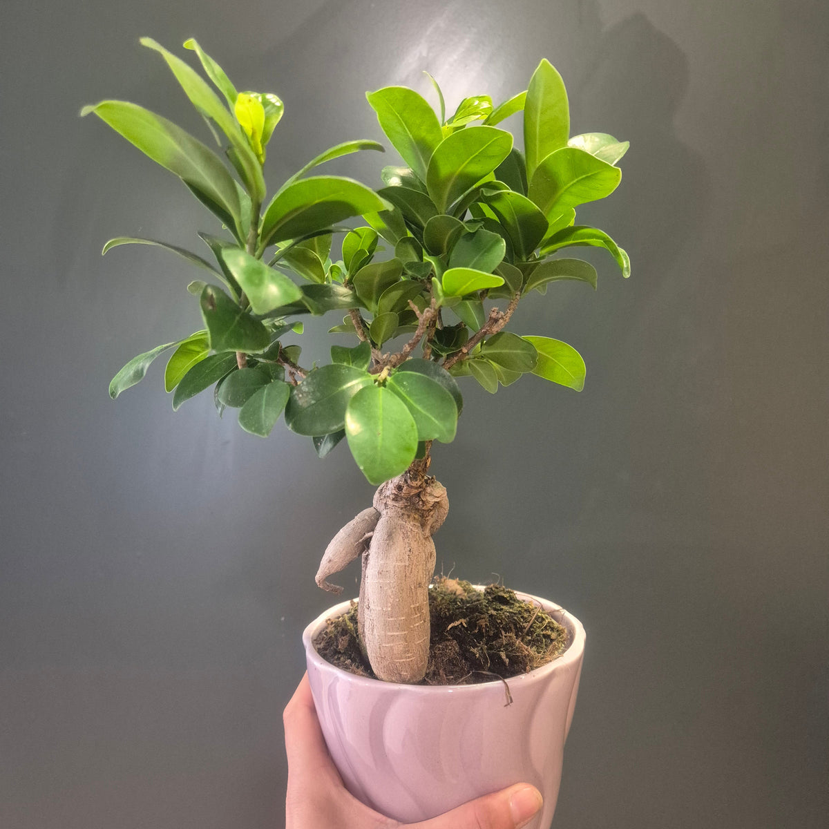 A potted Ficus Ginseng Bonsai with a thick, fleshy beige stem and glossy leaves, held in a hand lavender coloured decorative pot against a dark grey background.