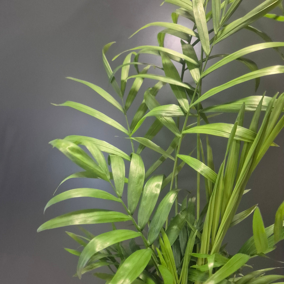 A green palm frond plant with long, slender, glossy leaves, shown against a dark grey background.