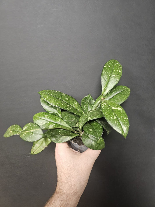 Hoya Carnosa - Wax Flower | Houseplant