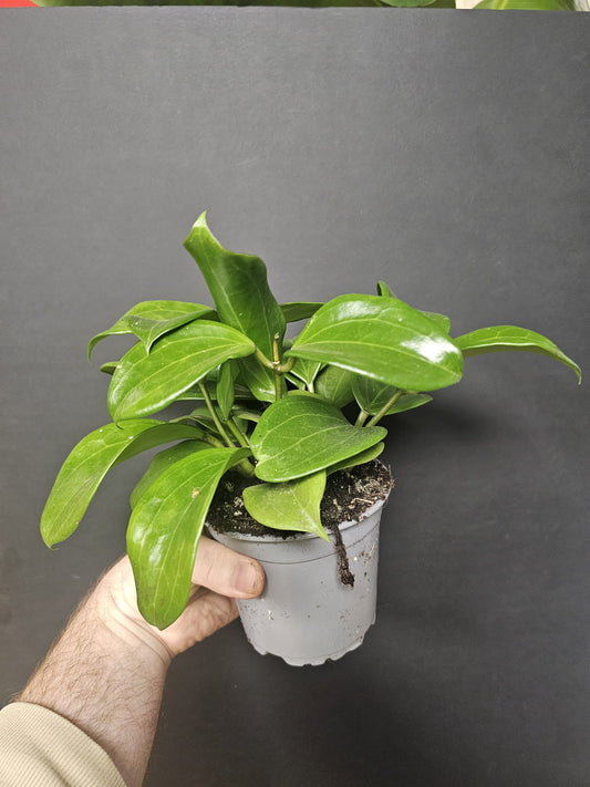 Hoya Macrophylla - Wax Flower | Houseplant