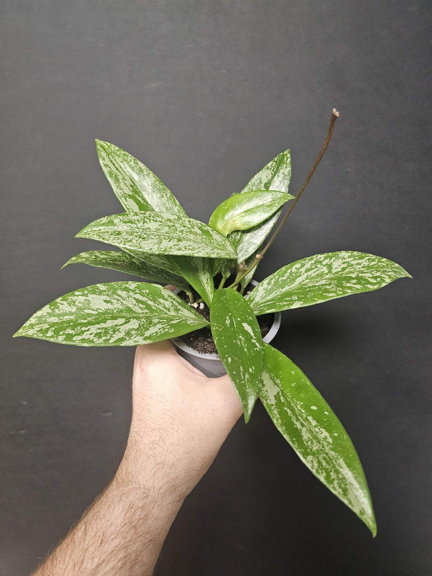 Hoya Pubicalyx - Wax Flower | Houseplant