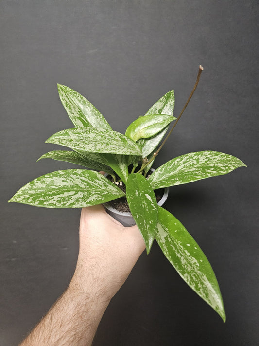 Hoya Pubicalyx - Wax Flower | Houseplant