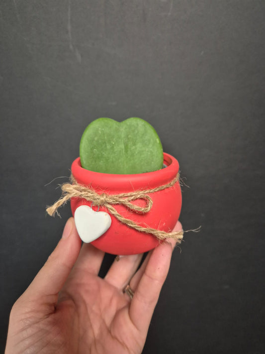 Hoya - Sweetheart Succulent | Houseplant