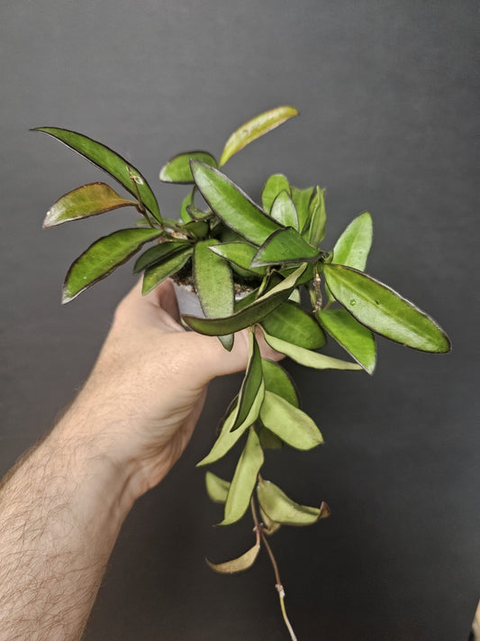 Hoya Wayetti - Wax Flower | Houseplant