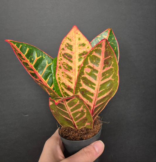 Croton Joseph's Coat - Codiaeum | Houseplant