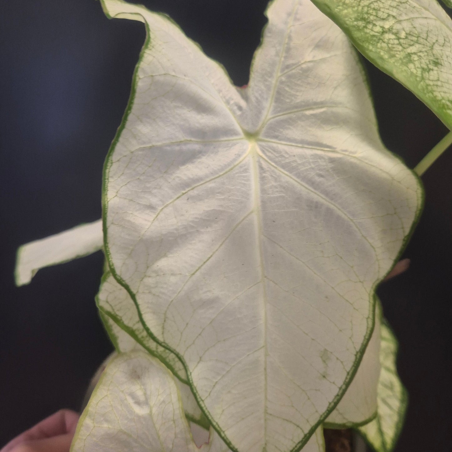 Close-up of a large Caladium green leaf with a dark background