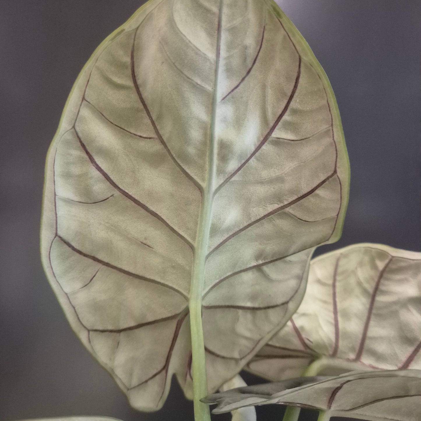 Close-up of the underside of an Alocasia Silver Dragon leaf with purple veins on a dark background