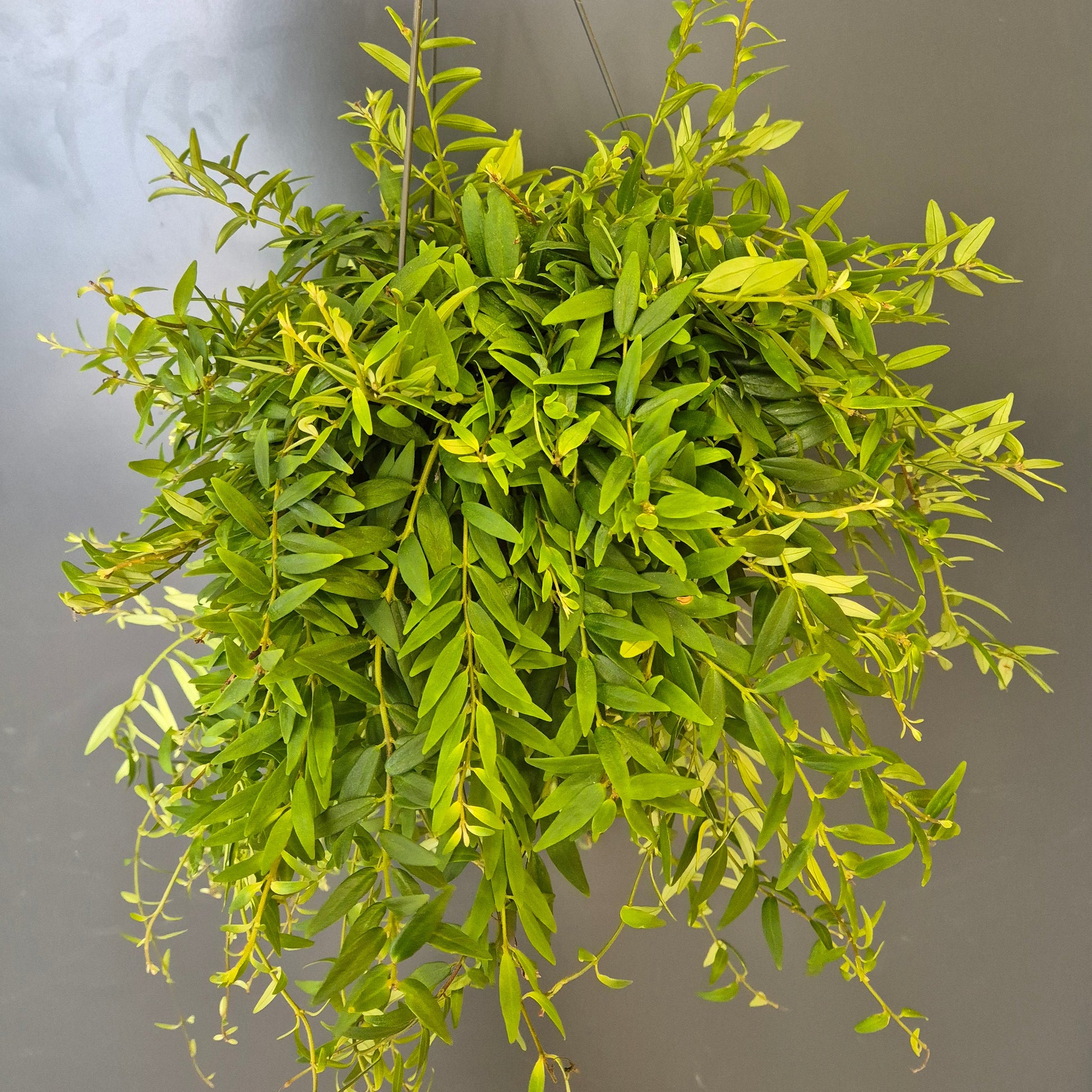 Green leafy trailing plant against a plain background
