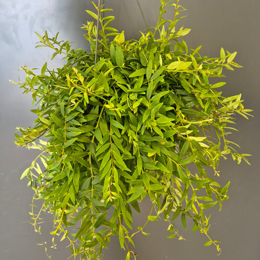Green leafy trailing plant against a plain background