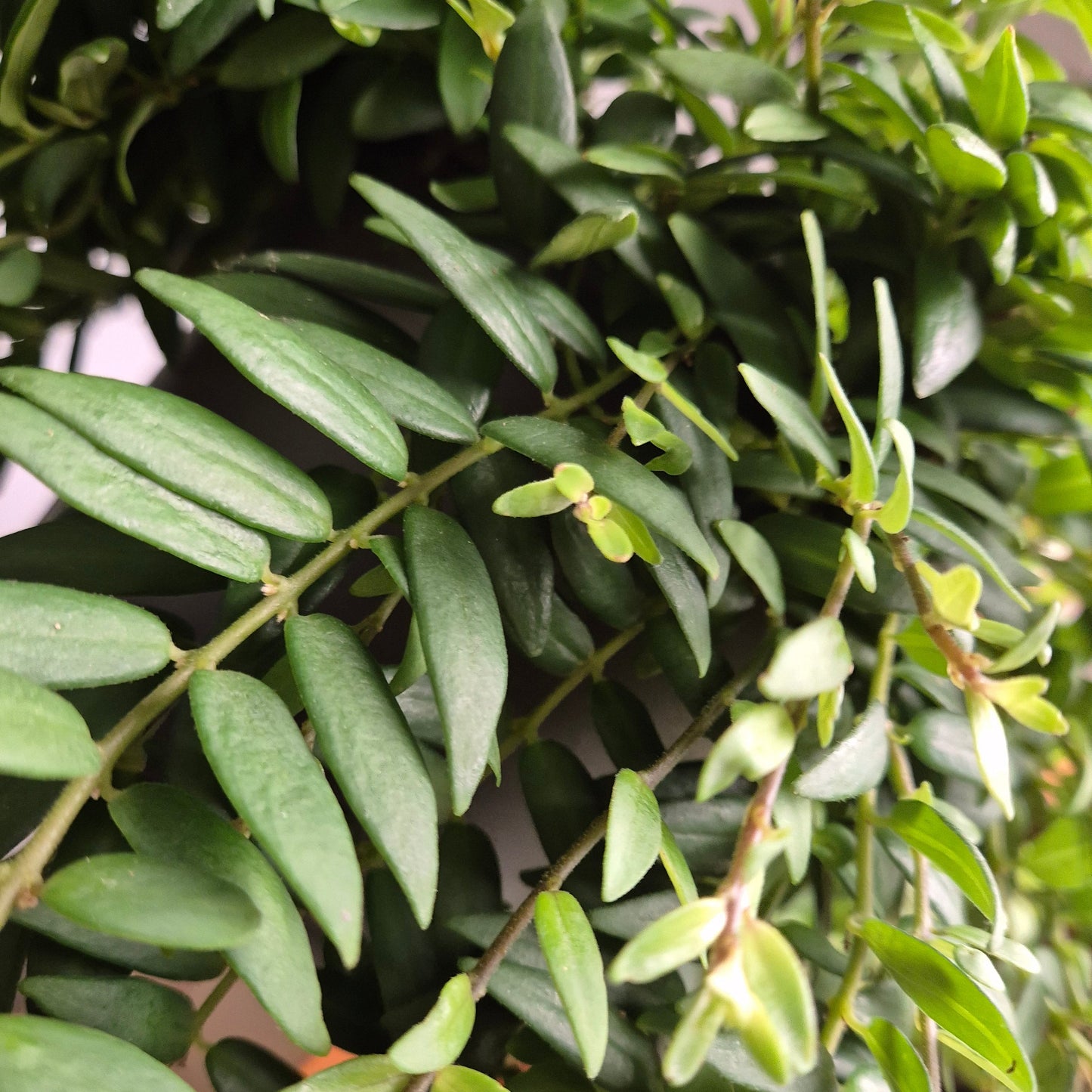 Close-up of a green leafy plant with a blurred background