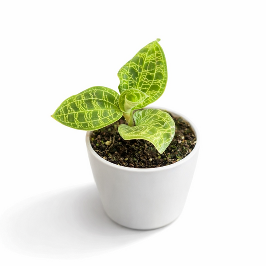 Small potted plant with green leaves on a white background