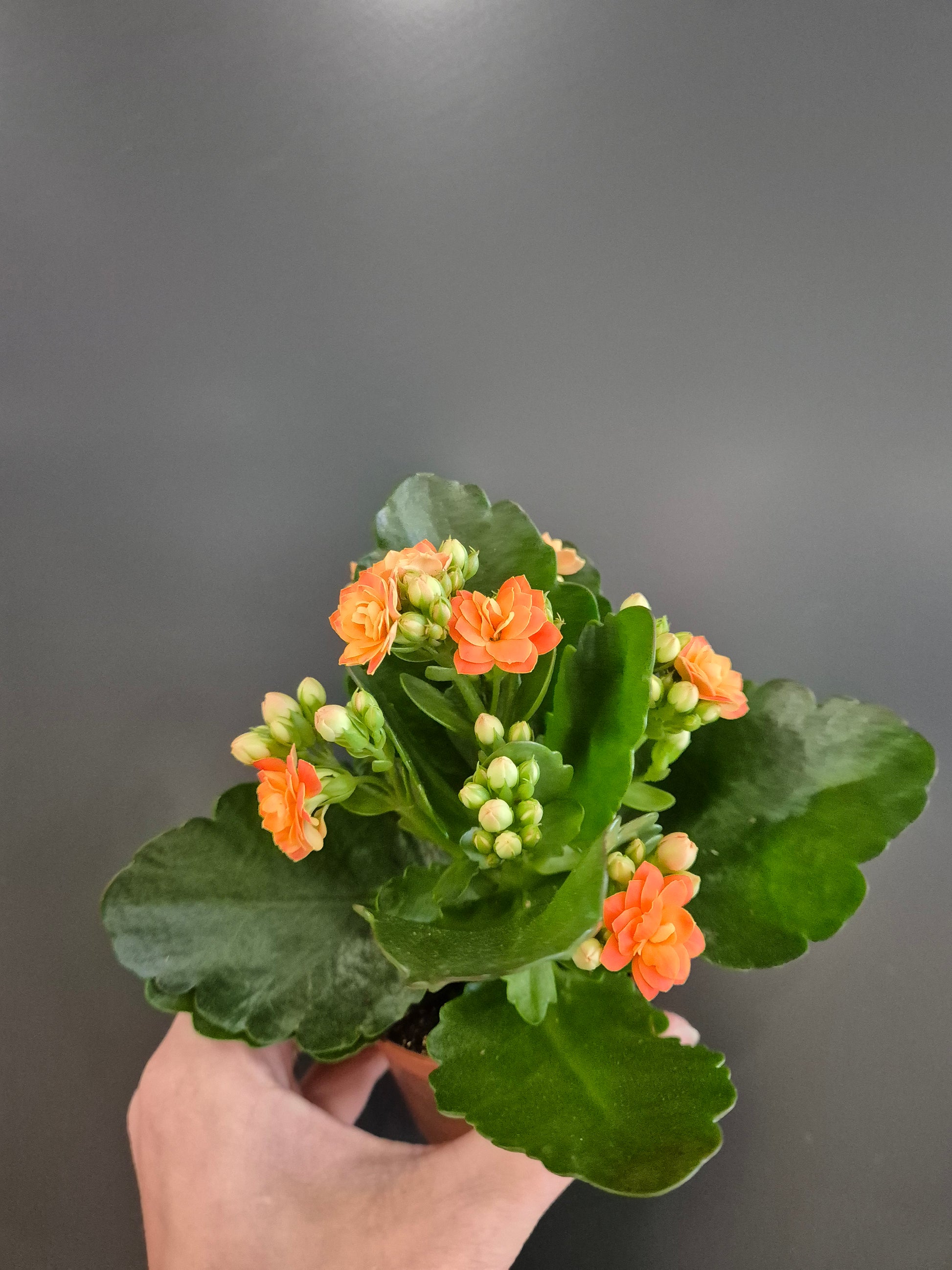 Kalanchoe, Orange Flowers, Green Leaves, Top Of Plant