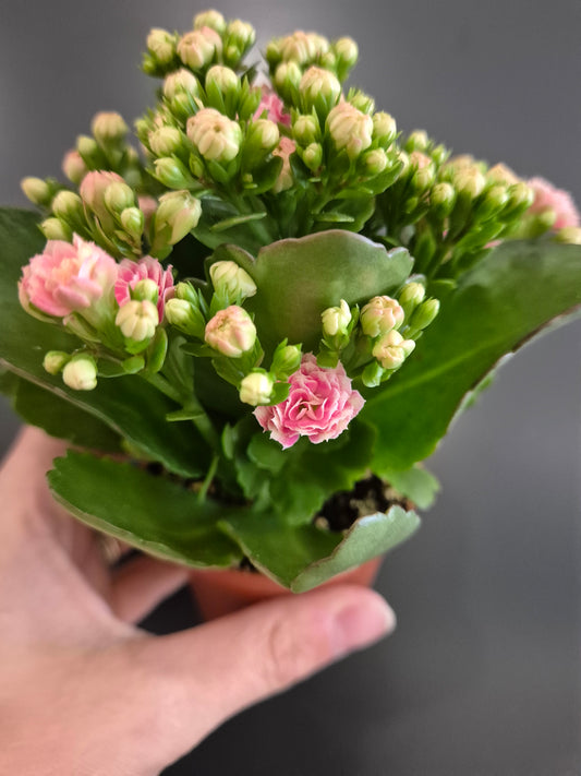 Kalanchoe, Pale Pink Flowers, Green Leaves, Frontal