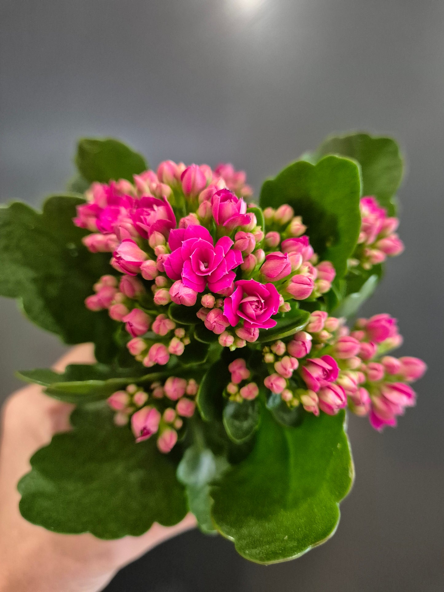 Kalanchoe, Pink Flowers, Green Leaves, Top Of Plant