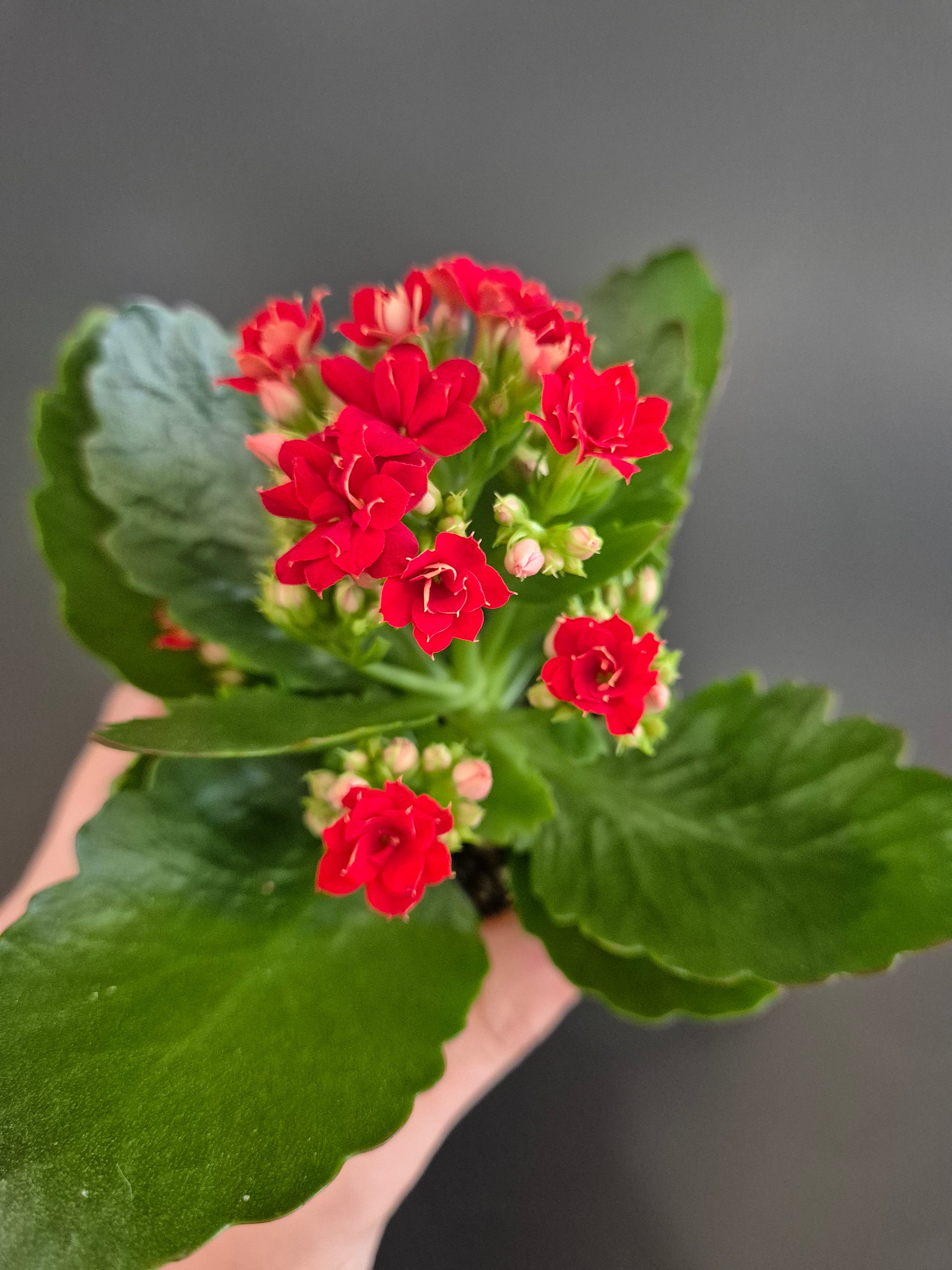 Kalanchoe, Red Flowers, Green Leaves, Top Of Plant