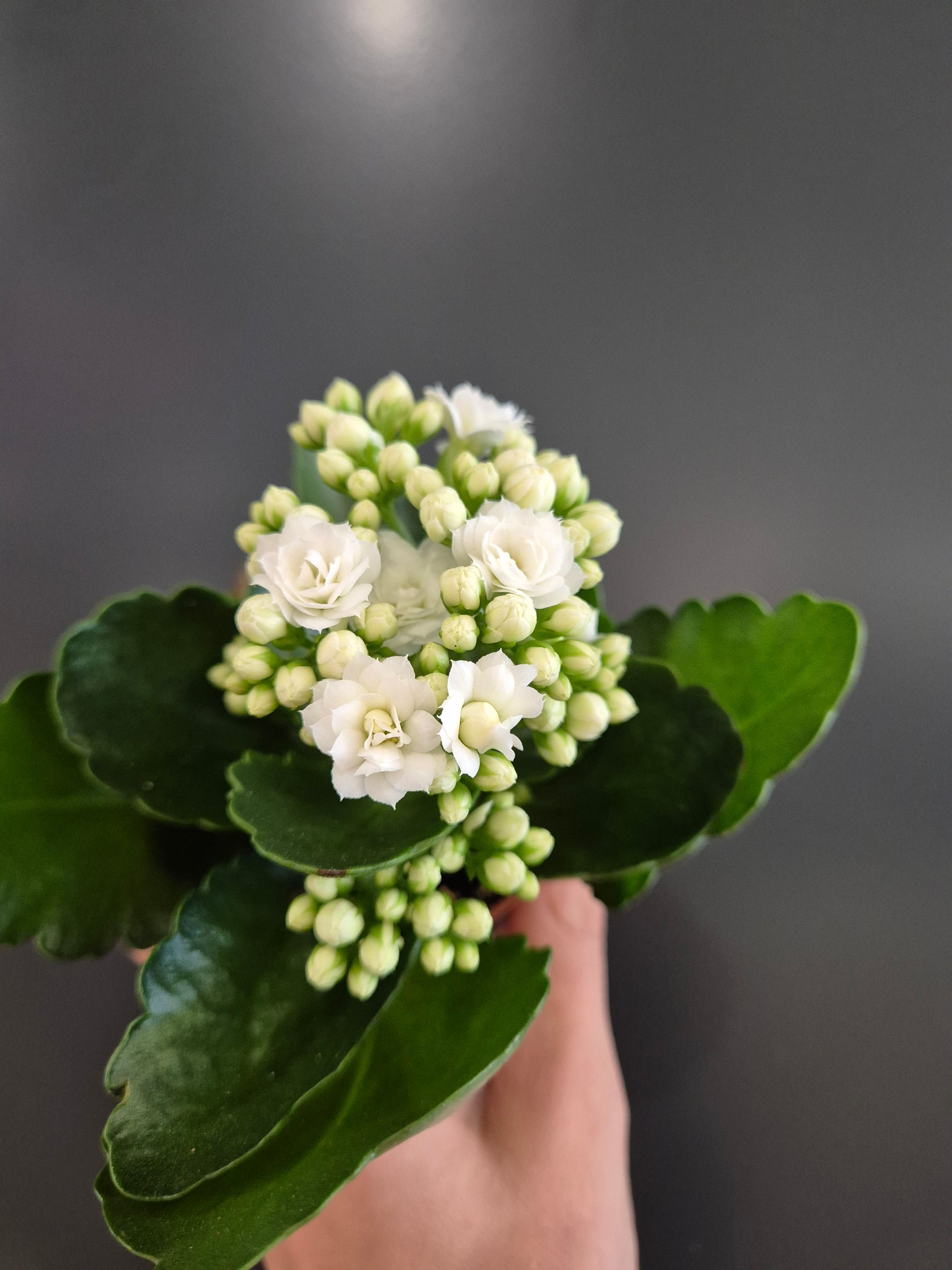 Kalanchoe, White Flowers, Green Leaves, Top Of Plant