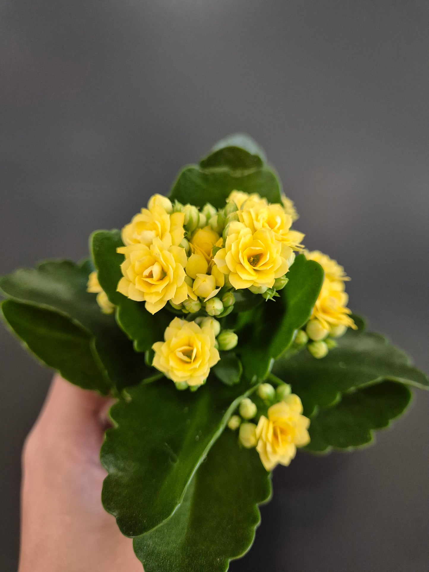 Kalanchoe, Yellow Flowers, Green Leaves, Top Of Plant