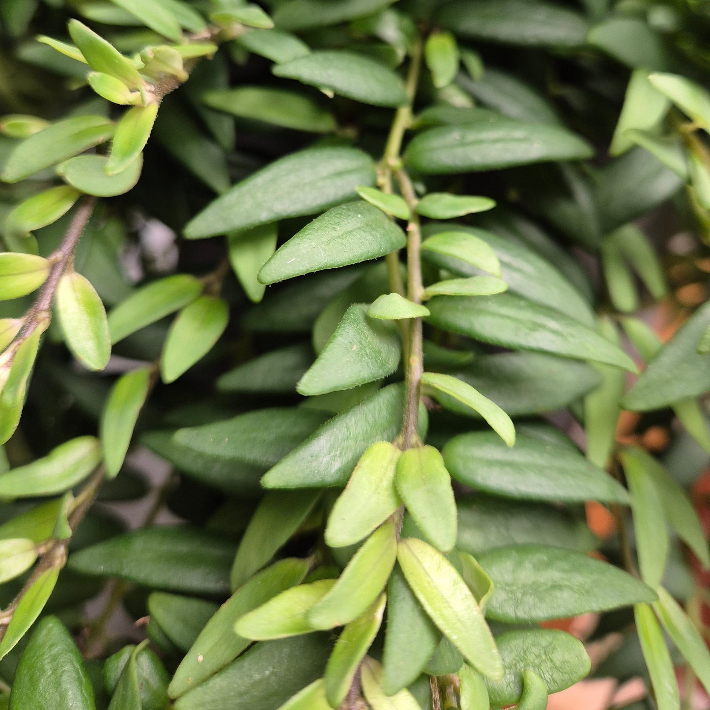 Close-up of a green plant with small leaves