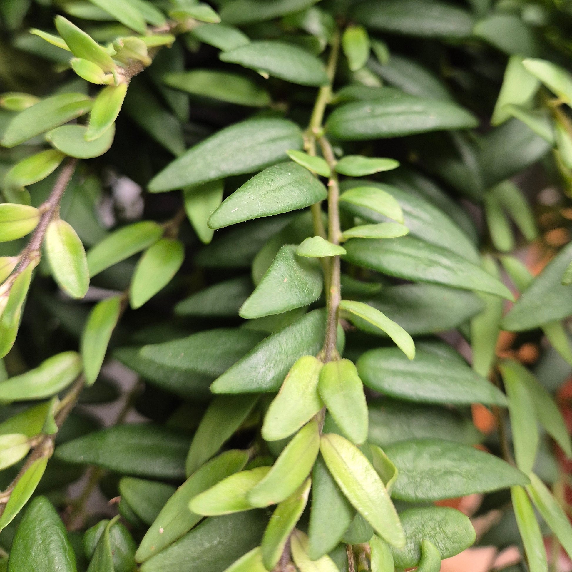 Close-up of a green plant with small leaves