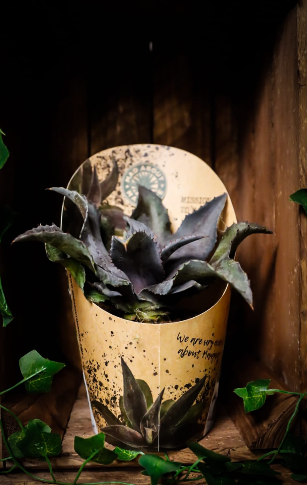 Mangave Succulent | Houseplant | 13cm