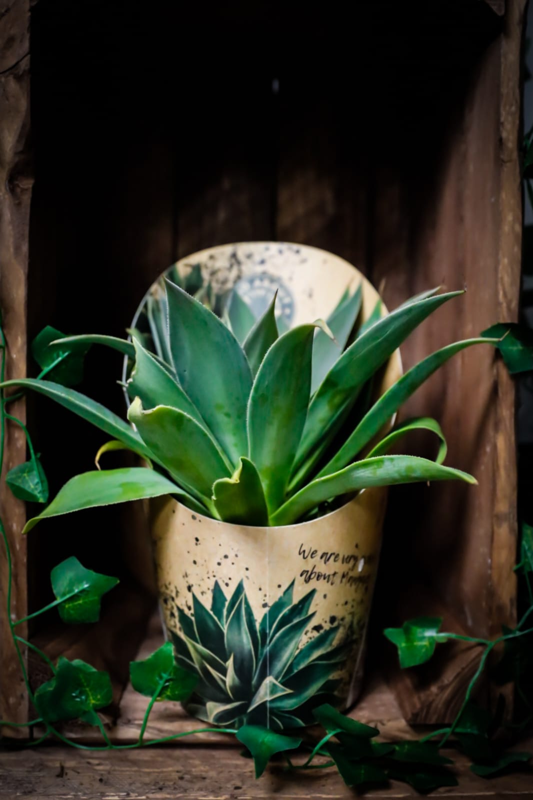 Mangave Succulent | Houseplant | 13cm