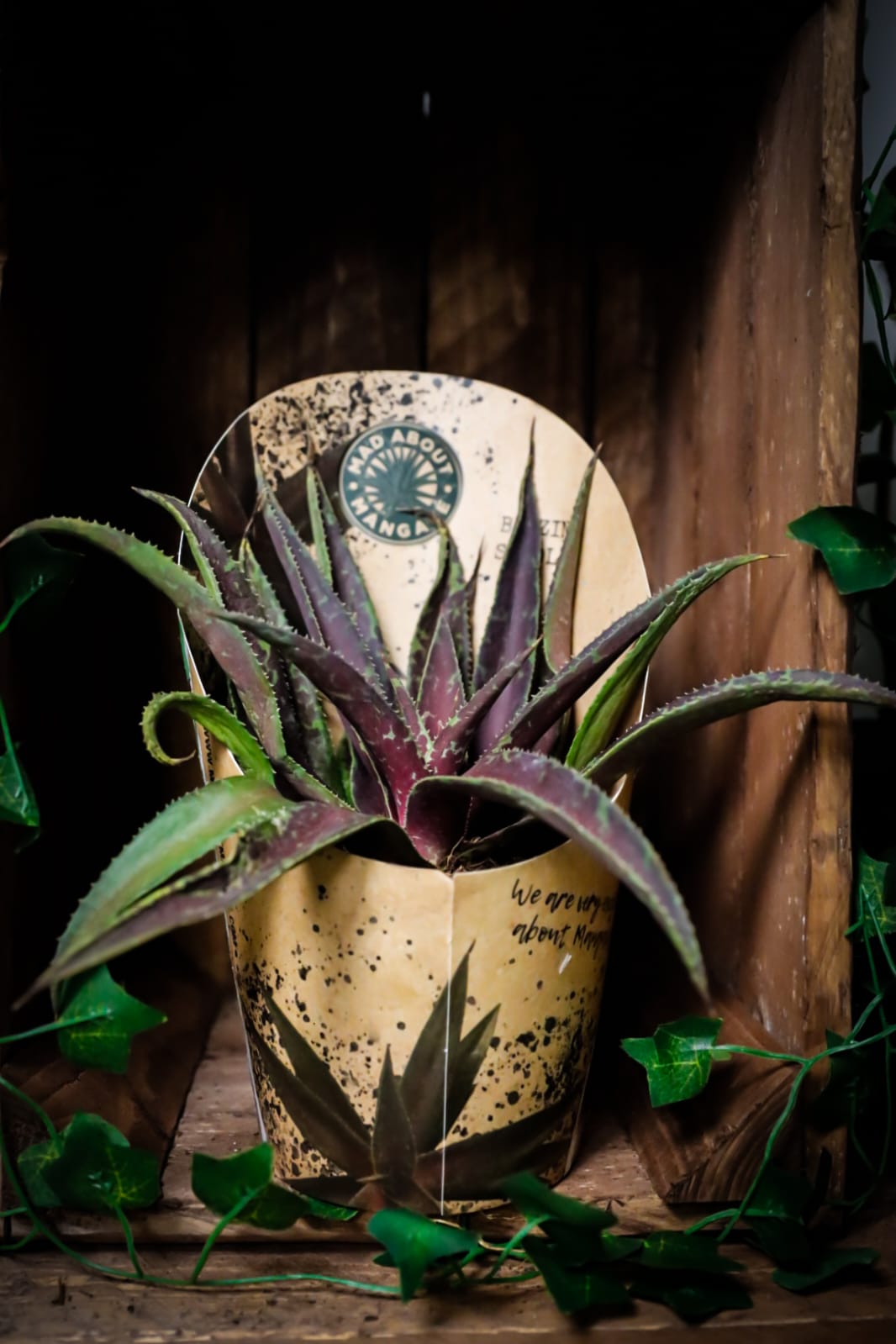 Mangave Succulent | Houseplant | 13cm