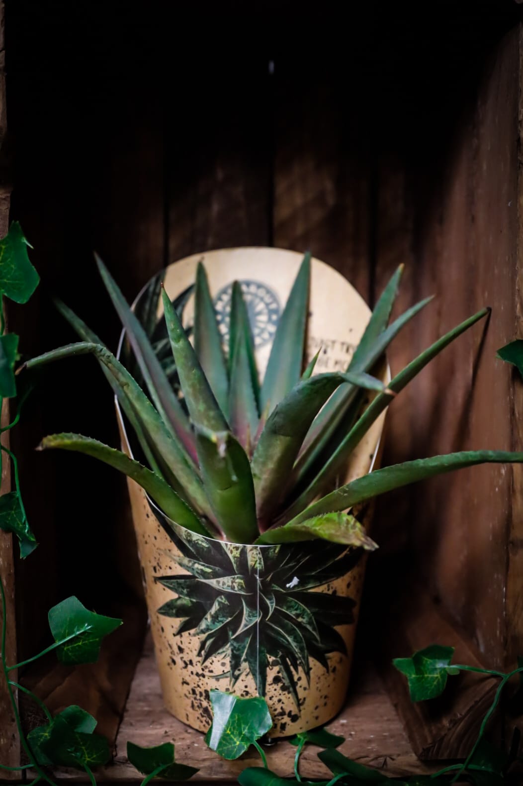 Mangave Succulent | Houseplant | 13cm