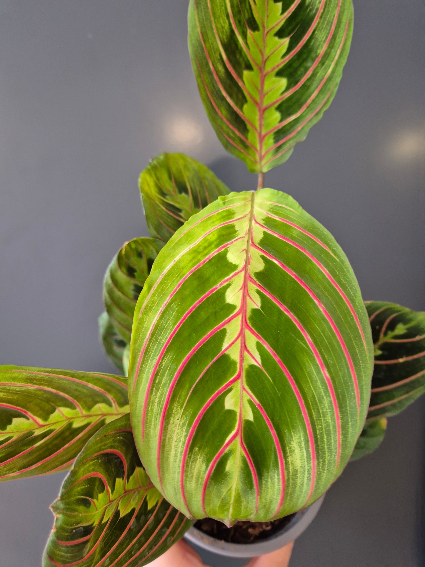 Maranta Fascinator Houseplant, Green and Red, Multiple Leaves, Close Up