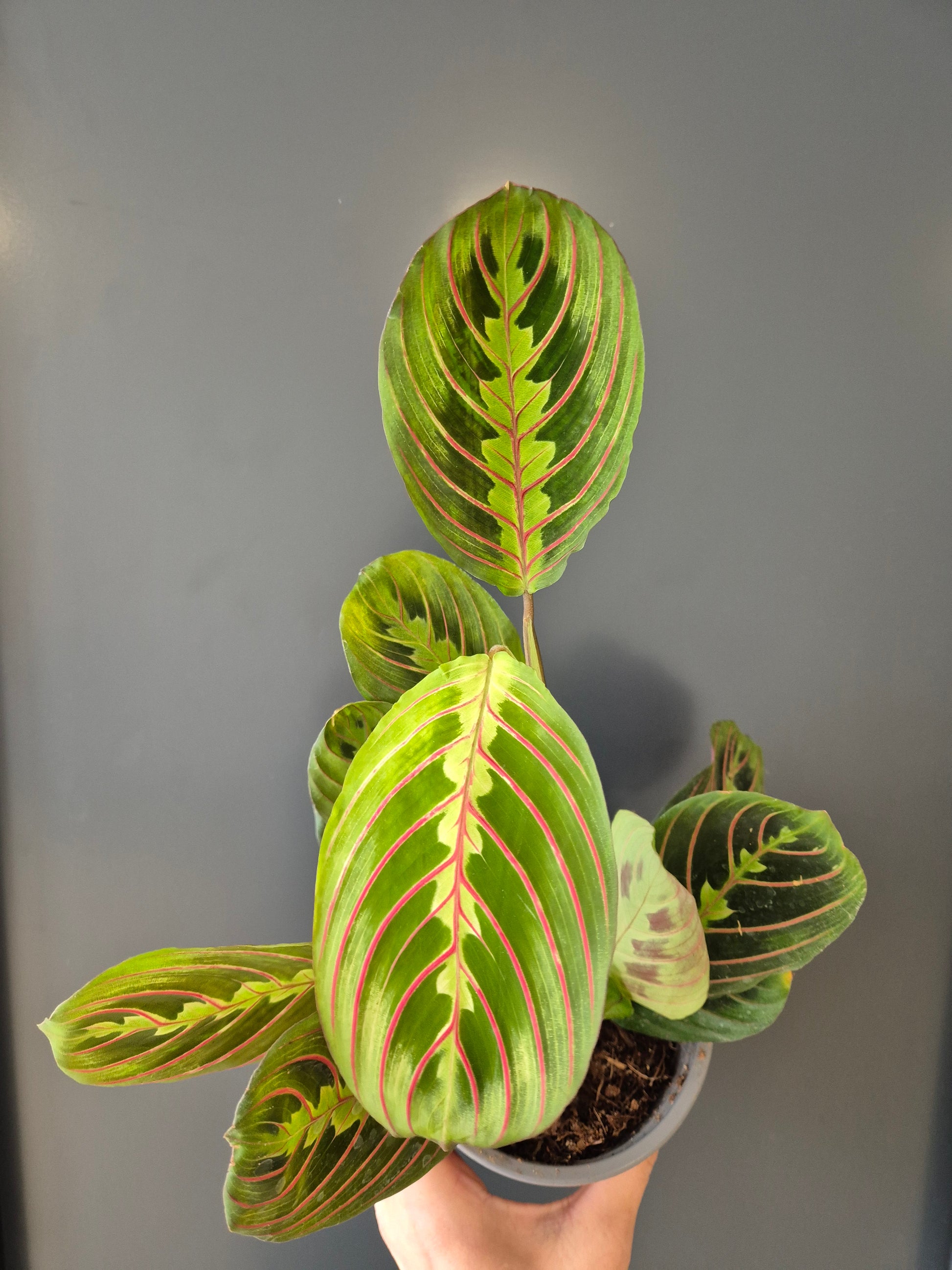 Maranta Fascinator Houseplant, Green and Red, Multiple Leaves, Close Up Of Two Leaves