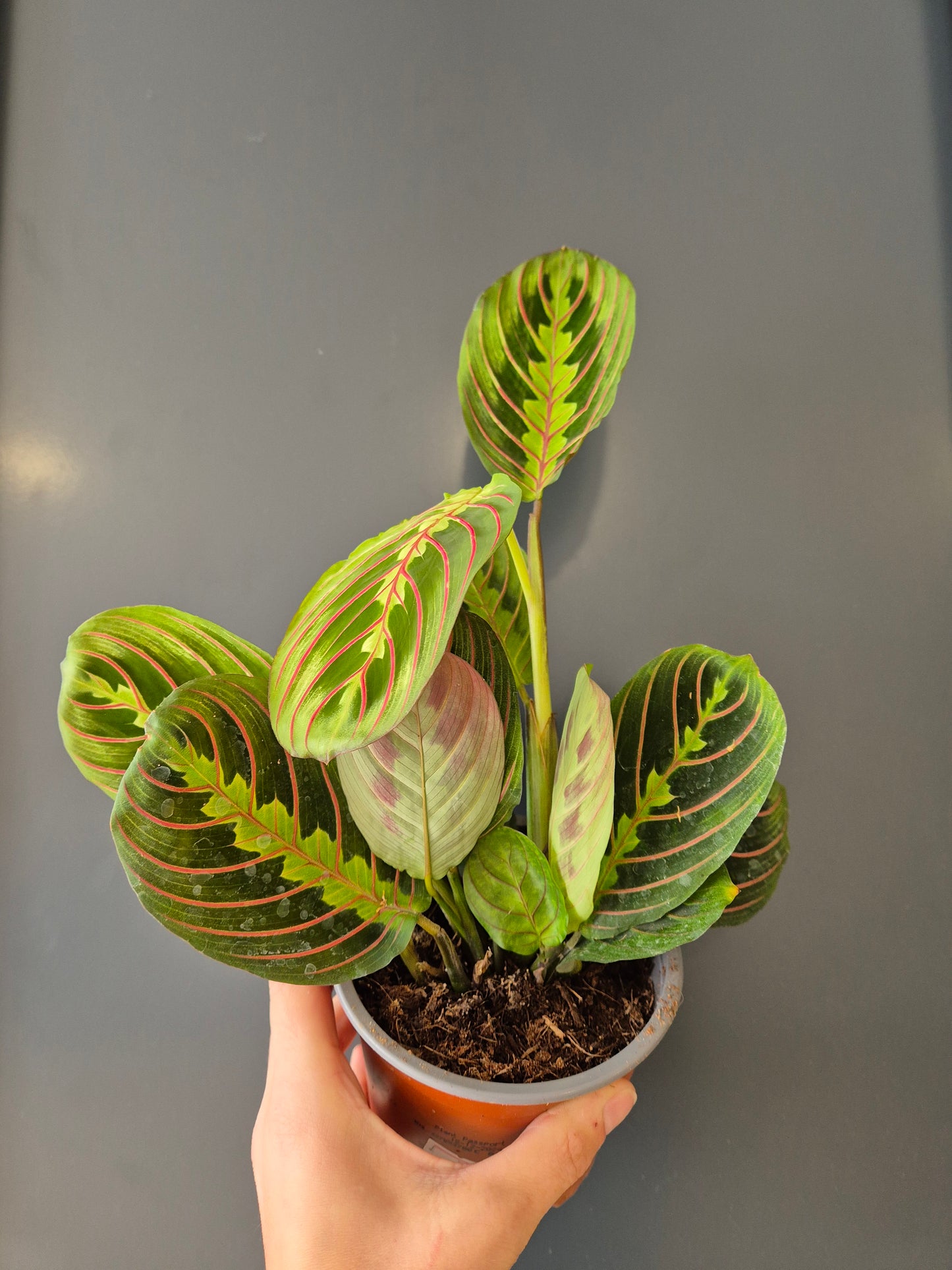 Maranta Fascinator Houseplant, Green and Red, Multiple Leaves, Frontal 
