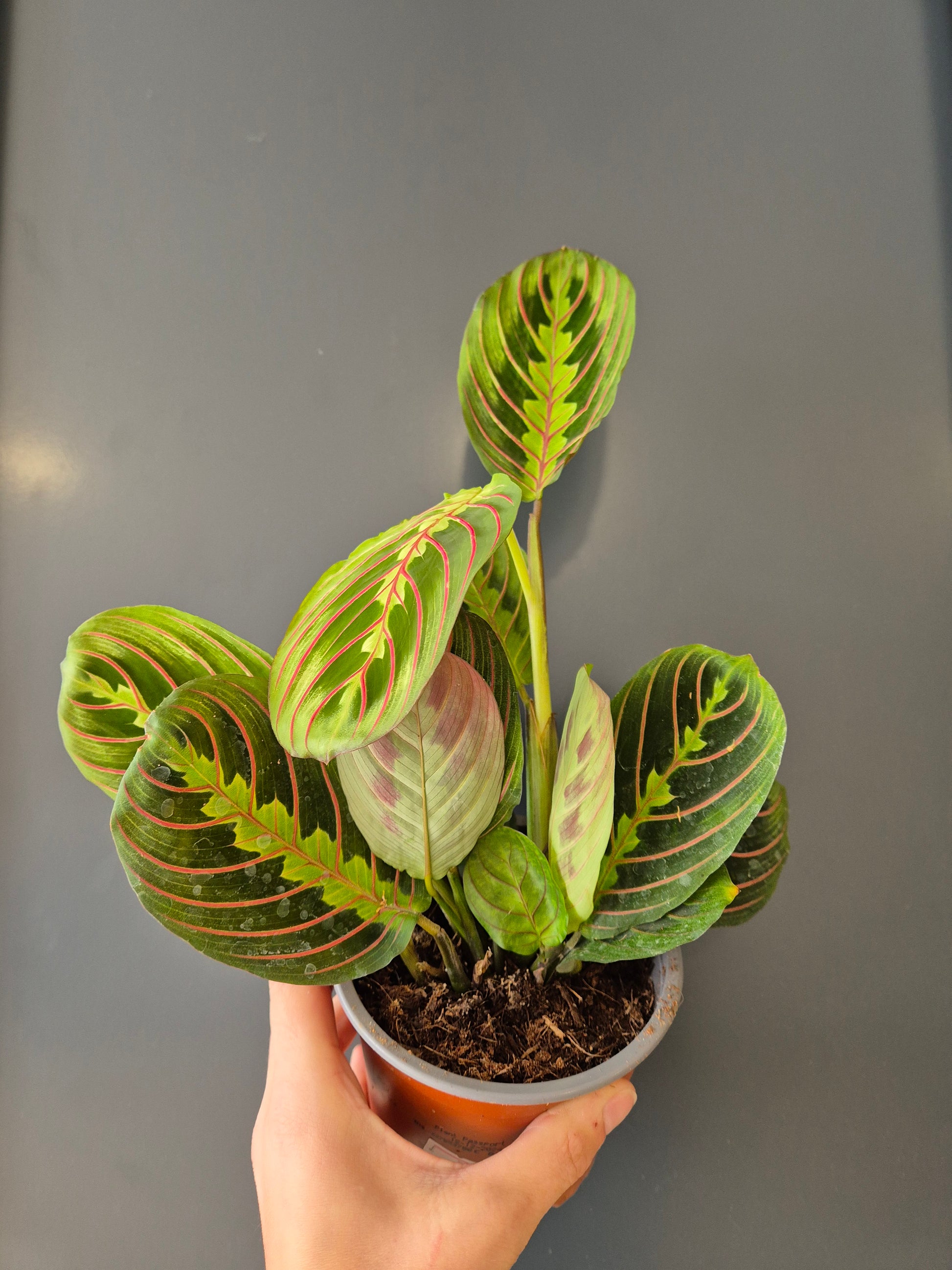 Maranta Fascinator Houseplant, Green and Red, Multiple Leaves, Frontal 