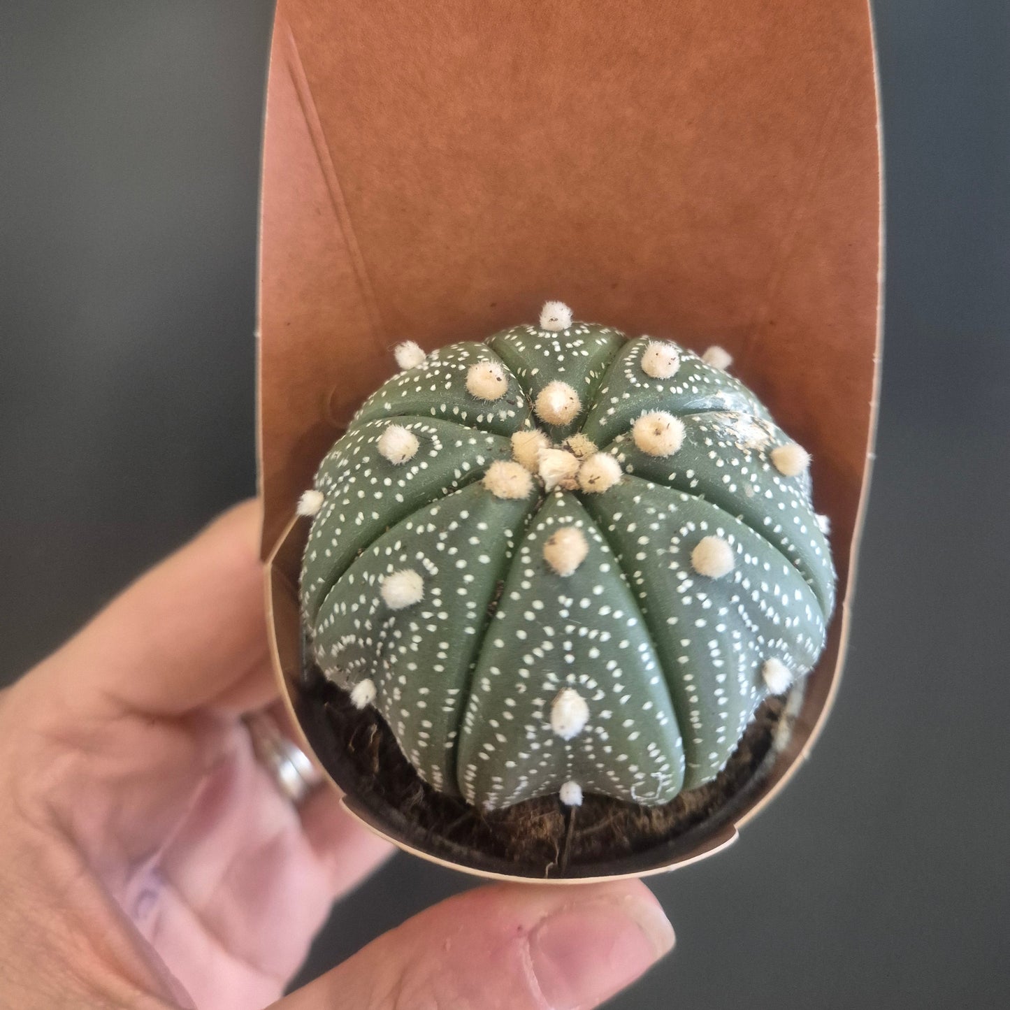 A small green cactus with white spines, nestled in a brown paper tray printed with 'CACTUS COLLECTION', held by a hand against a dark gray background.