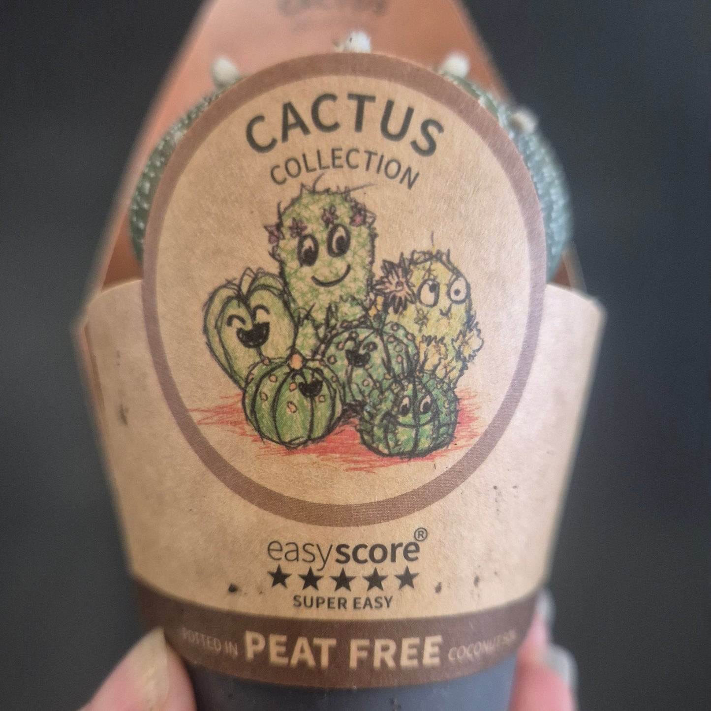 A hand holding a small cactus encased in a brown sleeve with a cactus illustration and text reading 'CACTUS COLLECTION', 'easy score SUPER EASY', and 'PEAT FREE'.