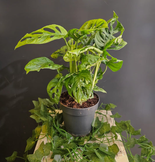 Monstera Adansonii - Monkey Mask - Swiss Cheese