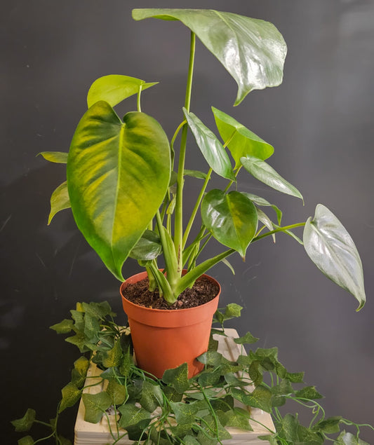 Monstera Deliciosa - Cheese Plant