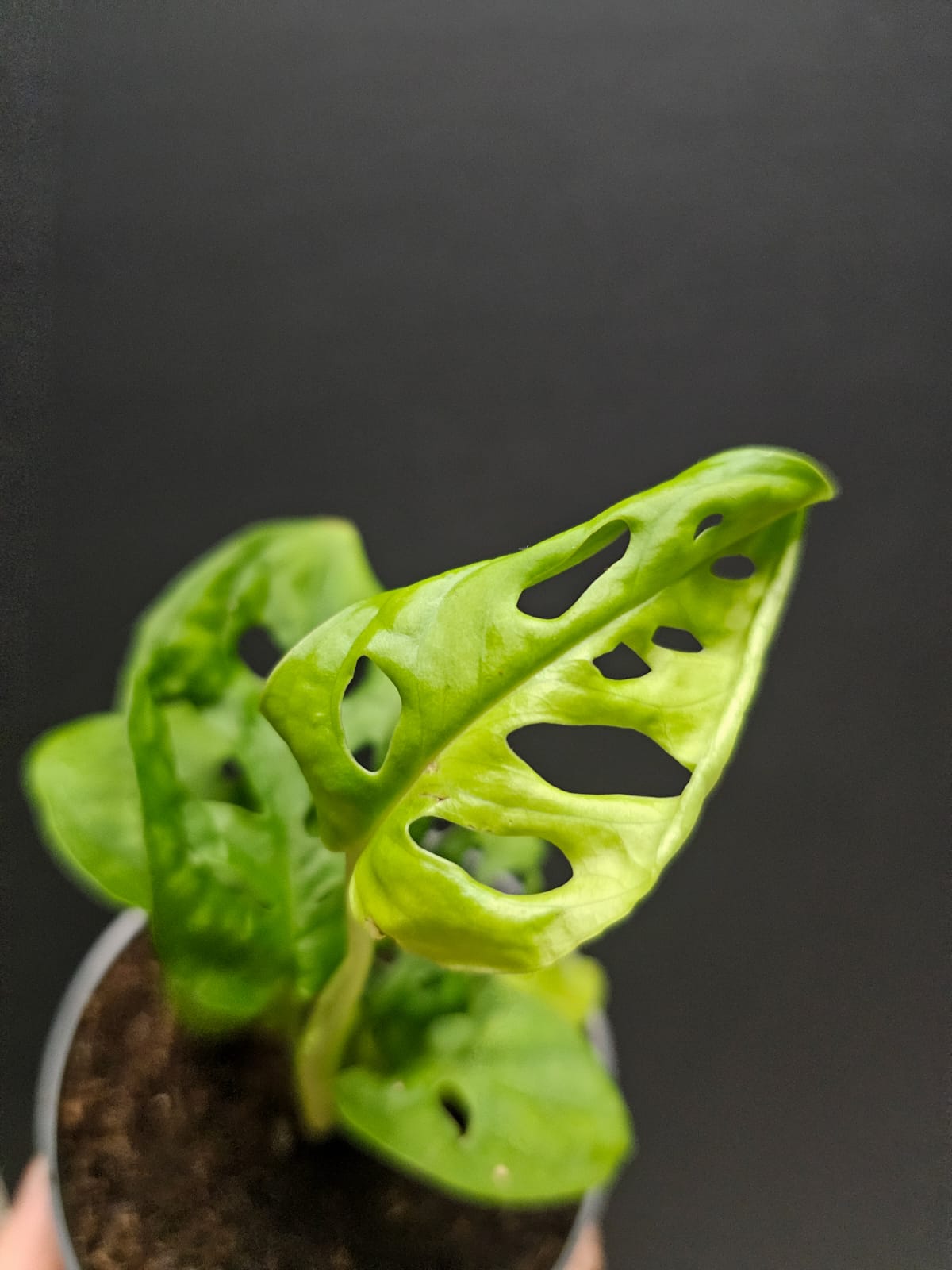Monstera Adansonii - Swiss Cheese | Houseplant