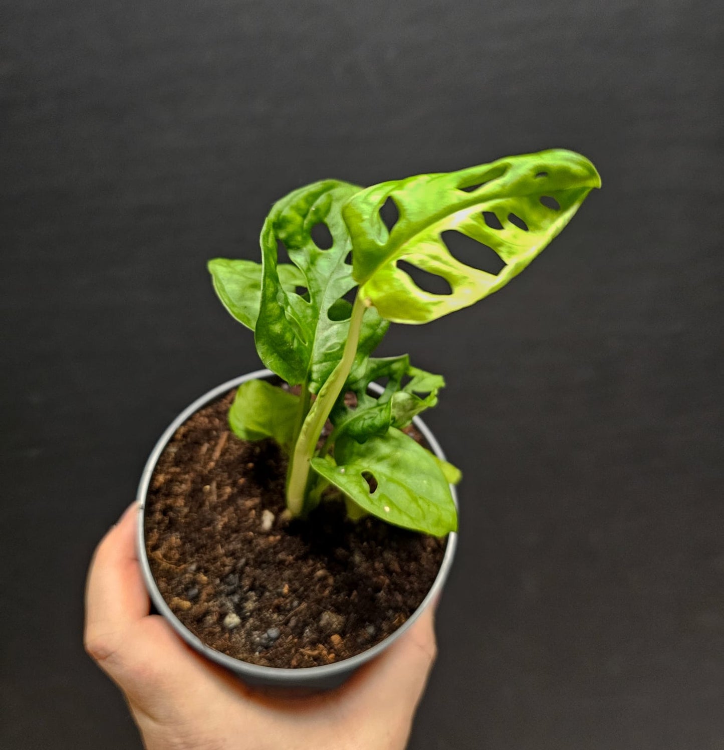 Monstera Adansonii - Swiss Cheese | Houseplant