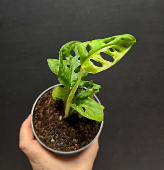 Monstera Adansonii - Swiss Cheese | Houseplant
